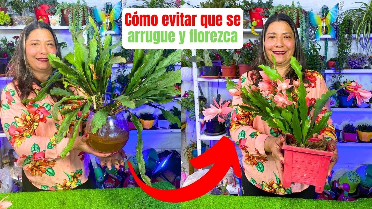 El secreto para que tu cactus orquídea florezca y no se arrugue más