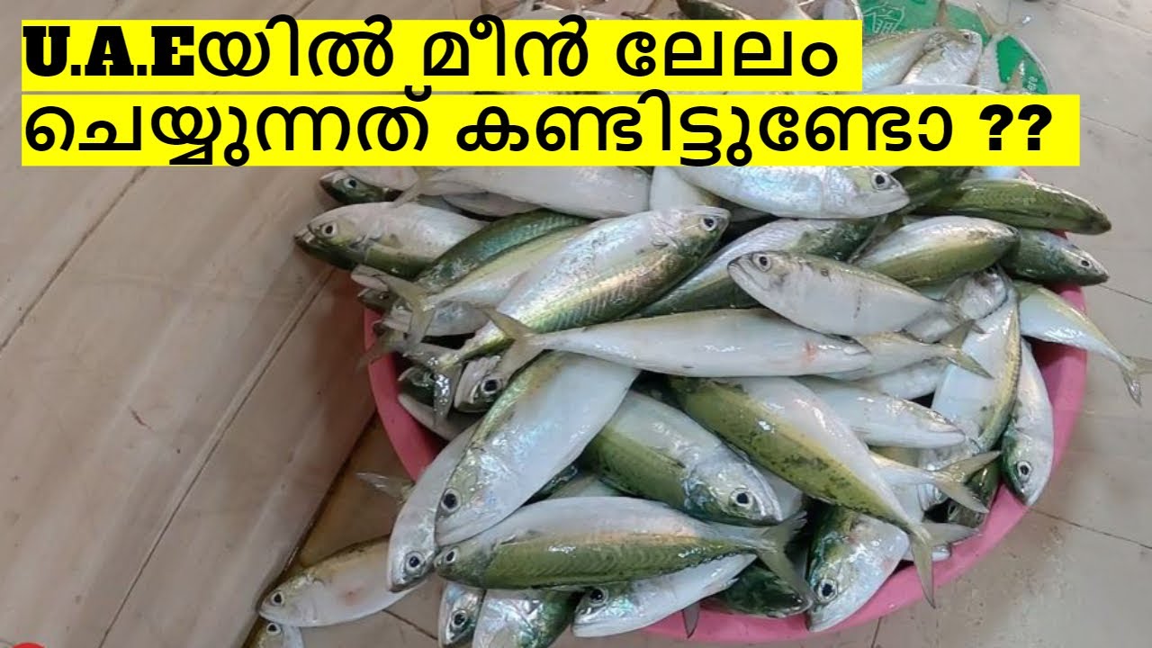 Umm Al Quwainനിലെ മീൻ ചന്ത