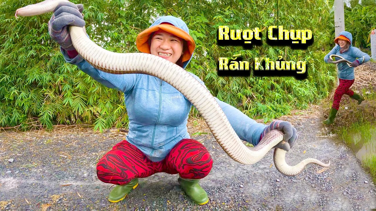 Bắt Được Rất Nhiều Rắn Khủng Ngày Mưa l Cò Sang Săn Bắt # Co Sang San Bat # Tập 1