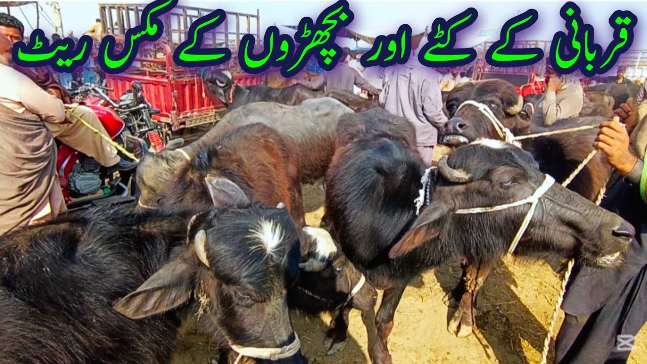 Luddan Mandi MEIN KATTON AOR QURBANI KE BACHRON KEY NEW RATS || Luddan Cattle Market