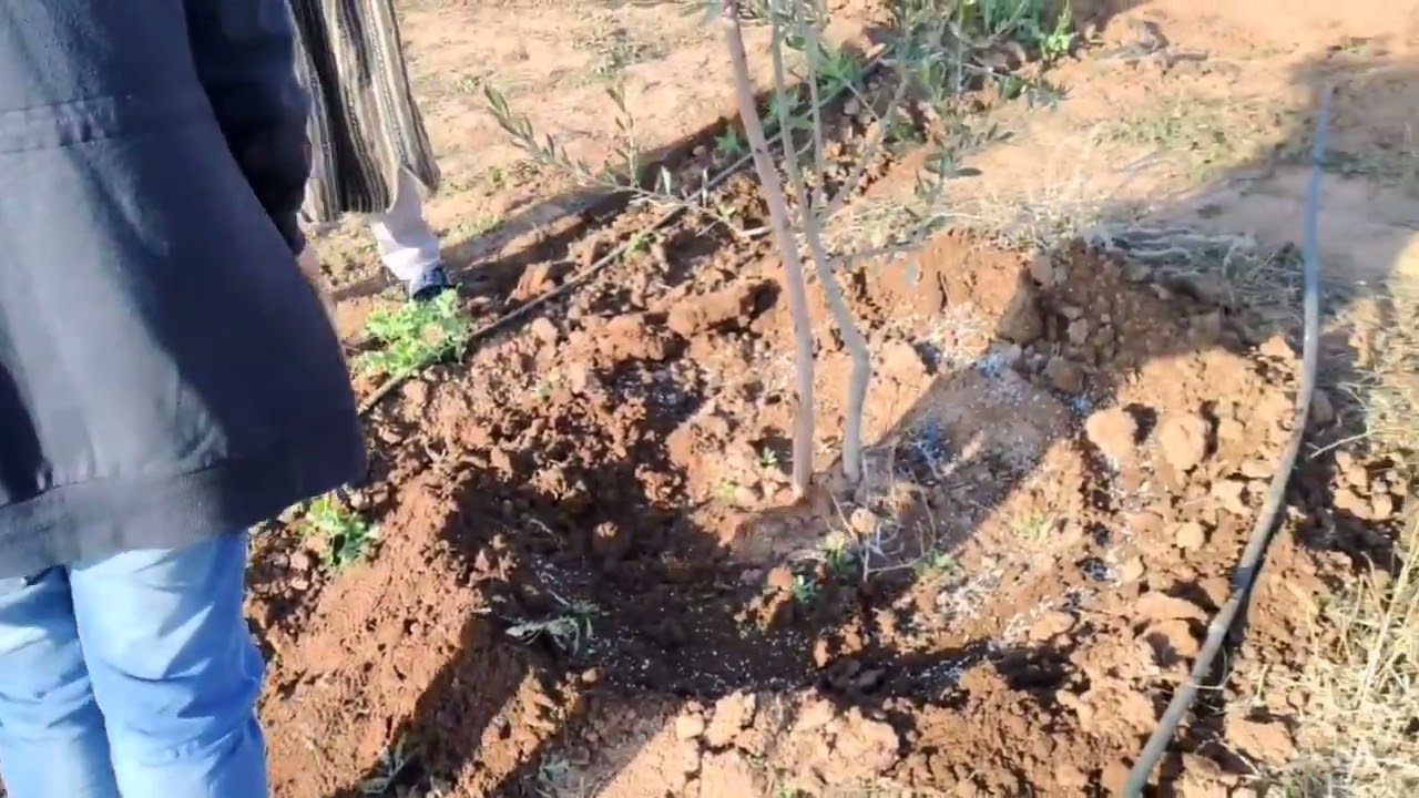 غبار ديال بهايم عنصر أساسي في الفلاحة #شجرة #الزيتون #المغرب