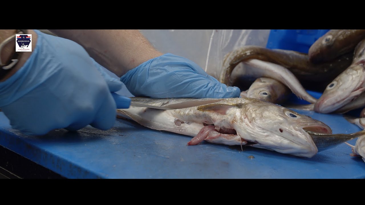 De korte keten van wijting | Noordzeevis uit Scheveningen