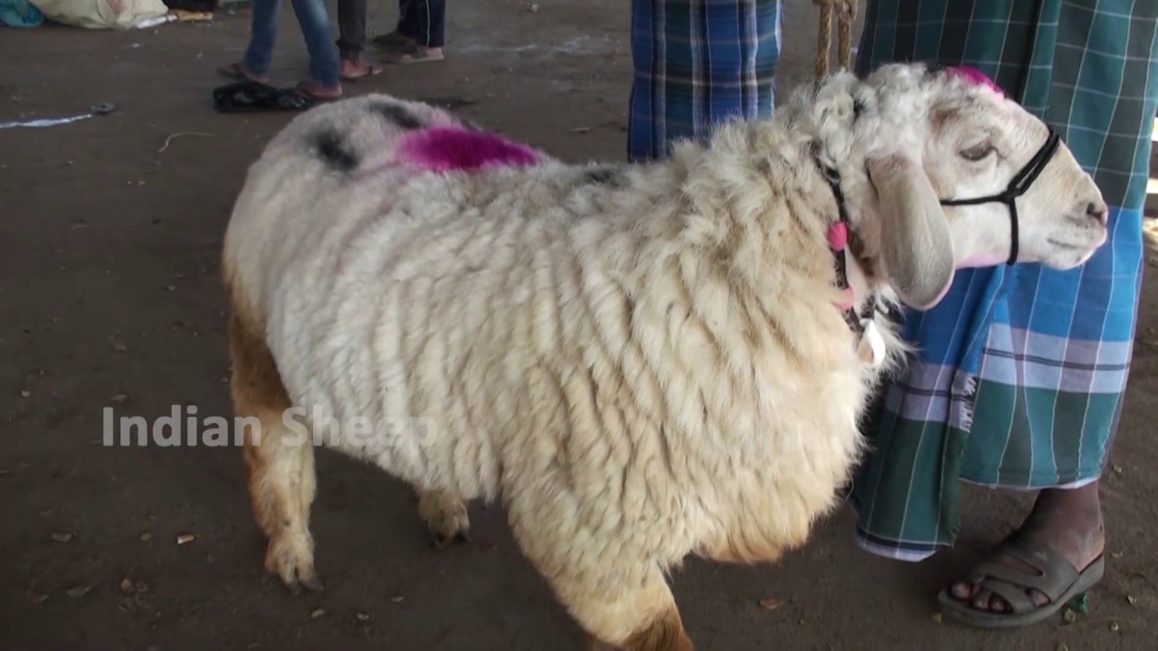 4 teeth aged Bandur tagaru for 28 thousands