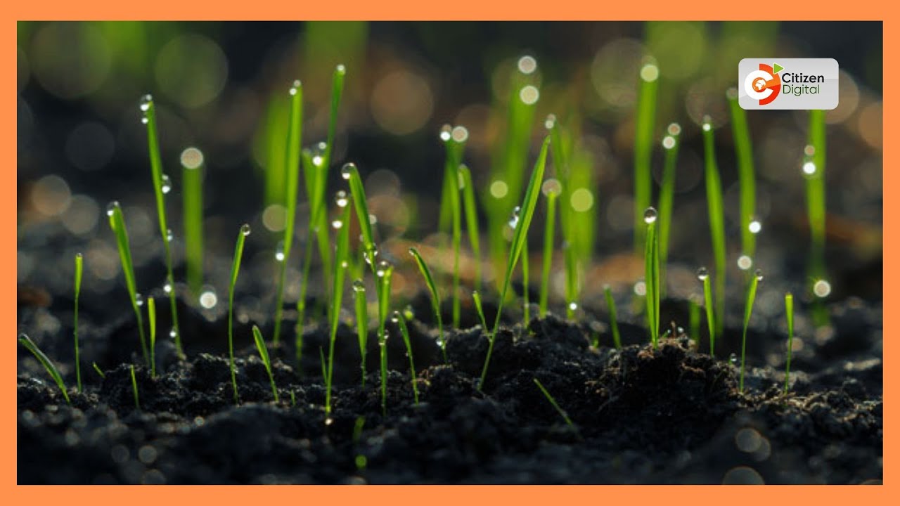 CITIZEN PLANET | Meet Kajiado women venturing into grass growing to save livestock from drought