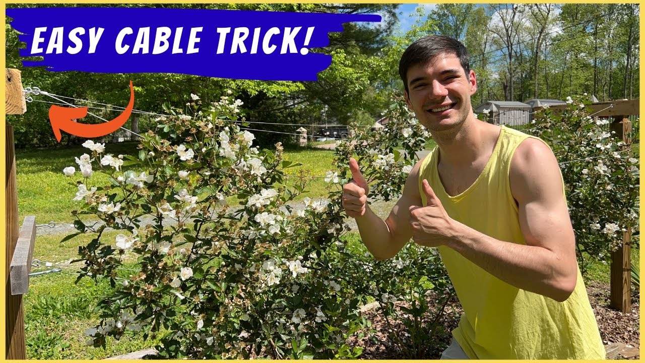Blackberry Trellis Design and Spacing | EASY Growing