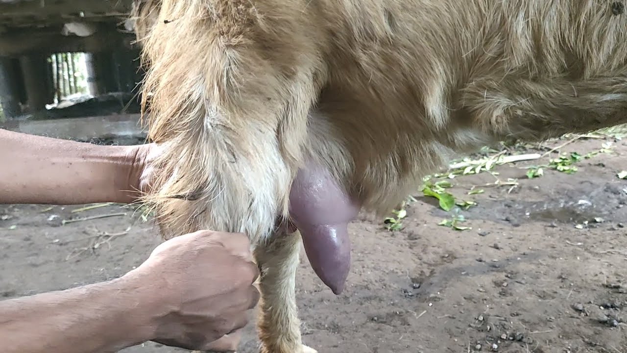 PENANGANAN MASTITIS PADA KAMBING
