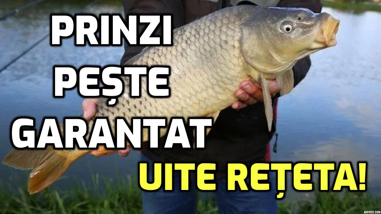 Cum să prinzi pește mult cu momeală făcută în casă. Pescuit crap și caras