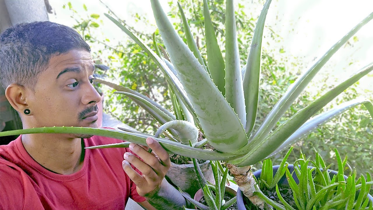 Faça isso com sua Babosa -10 Erros ao plantar Babosa em vaso ( GANHE MUDAS )