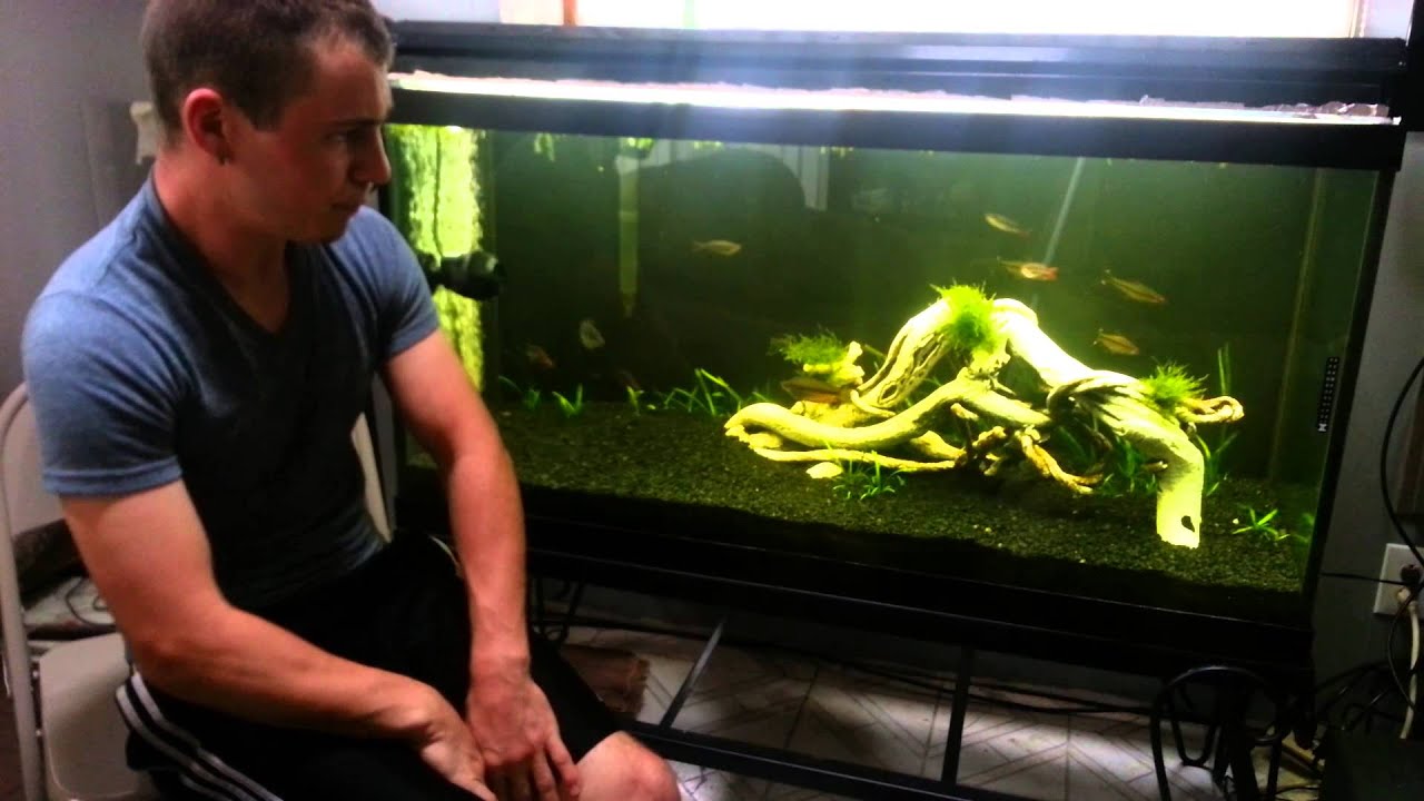 5. How to set up a Dirted Tank (Controlling Algae Outbreak)