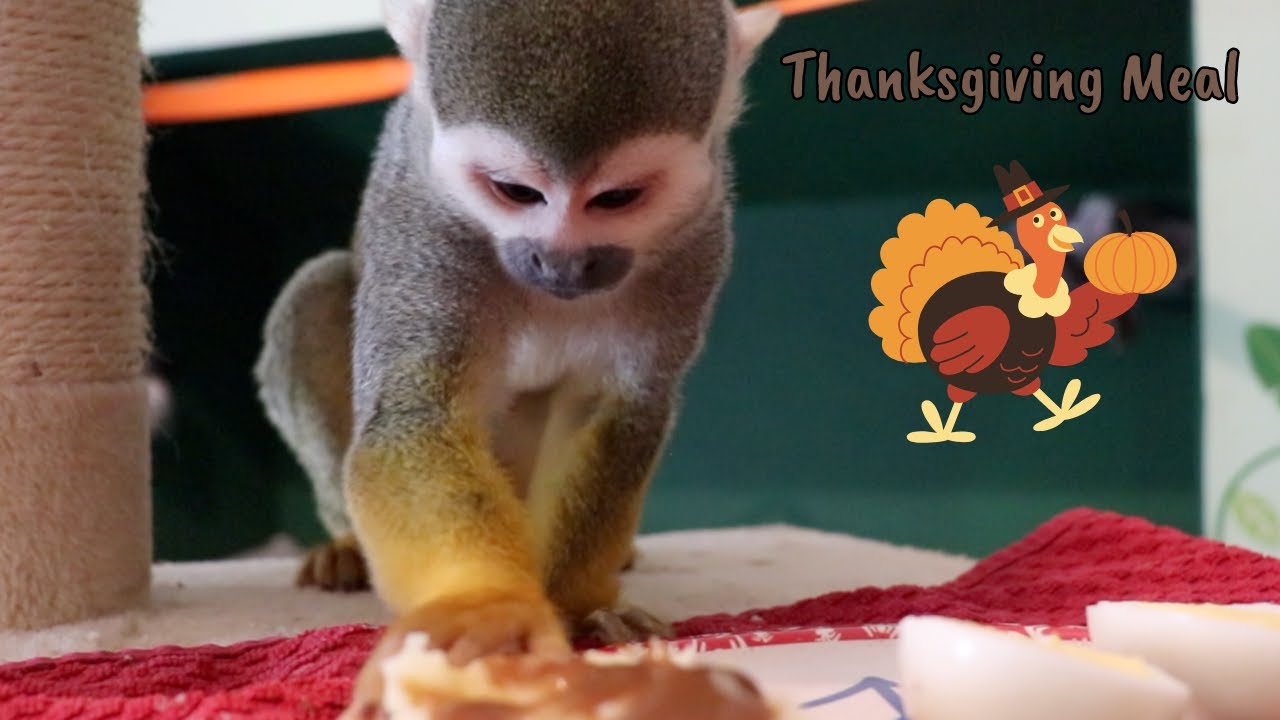 Thanksgiving Dinner For Ollie The Monkey