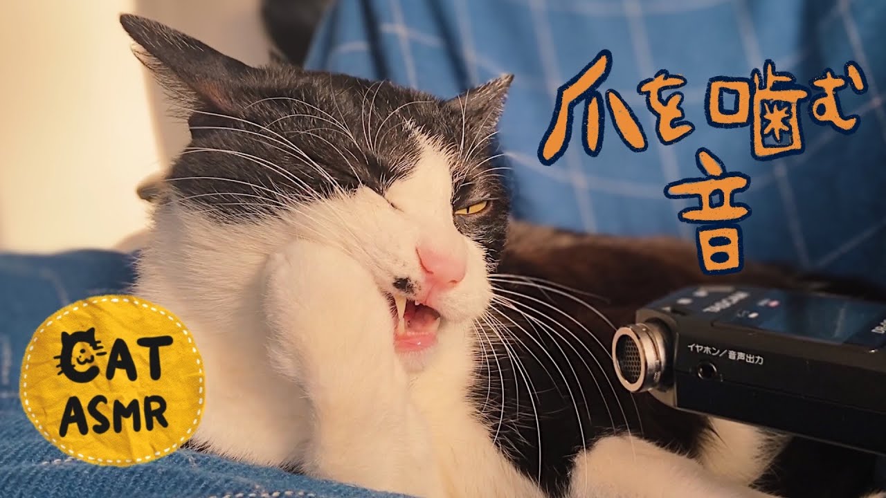 👅ASMR｜爪をガリガリ噛む猫のグルーミング音