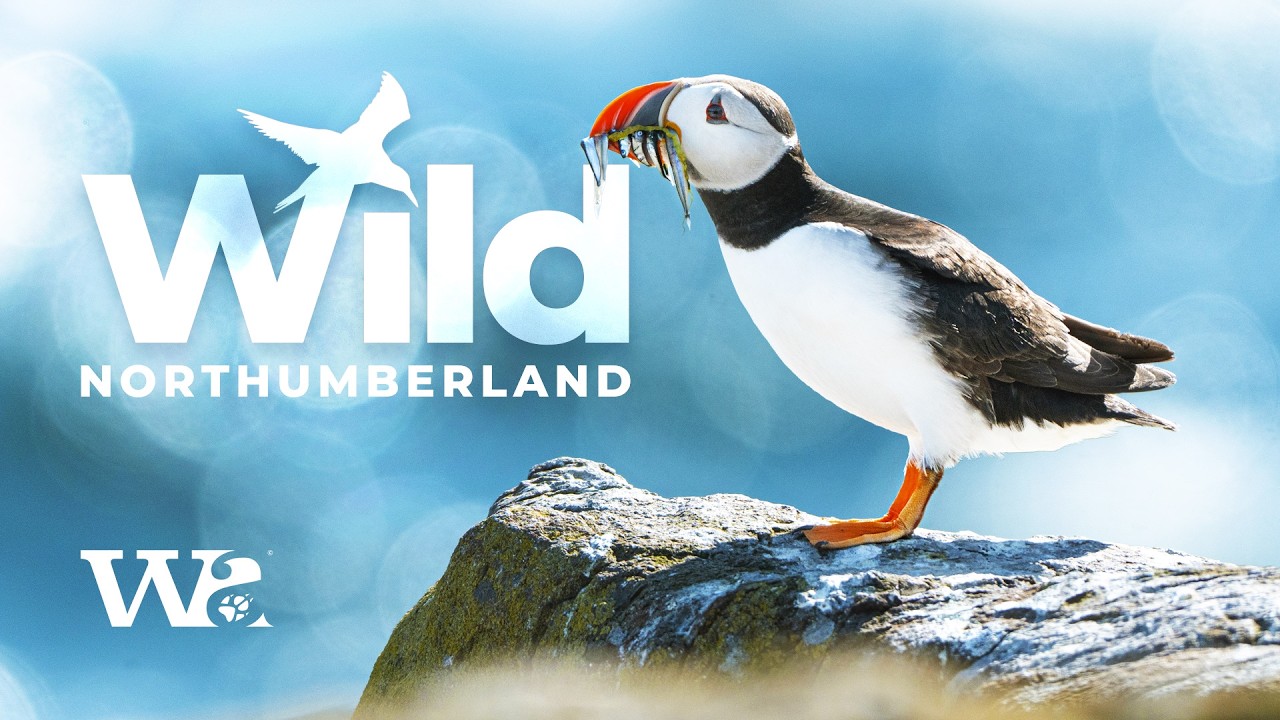 Wild Northumberland | Exploring Britain's Wild Coast