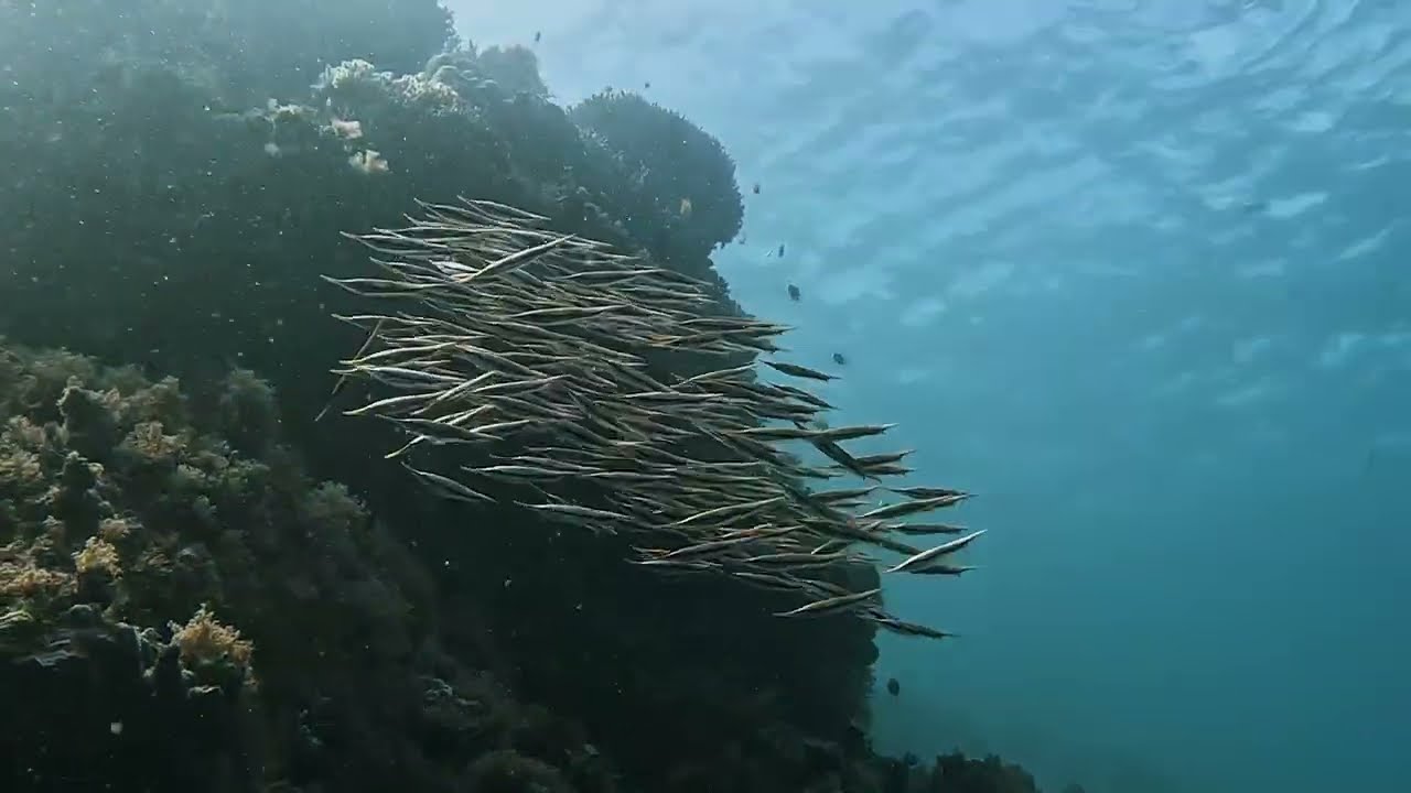 Buceo Filipinas 2025 - 01 Moalboal: Lo-oc y Pescador