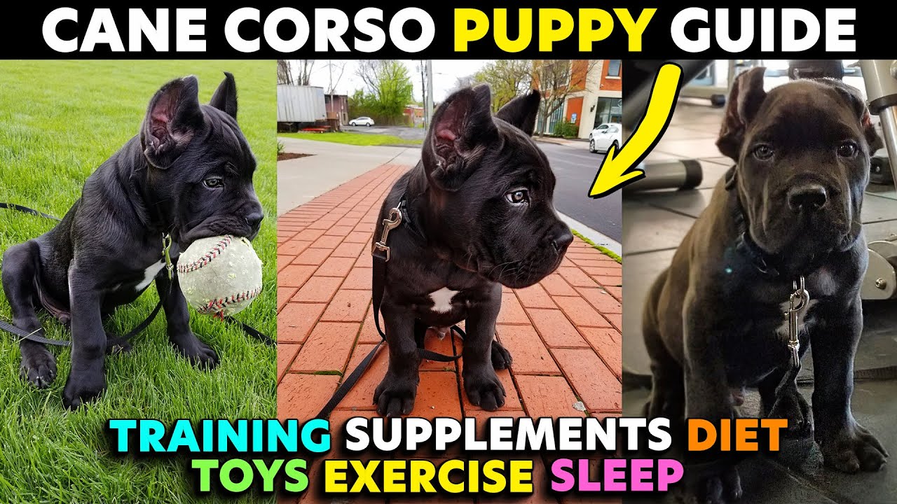 Ultimate Cane Corso Puppy Guide