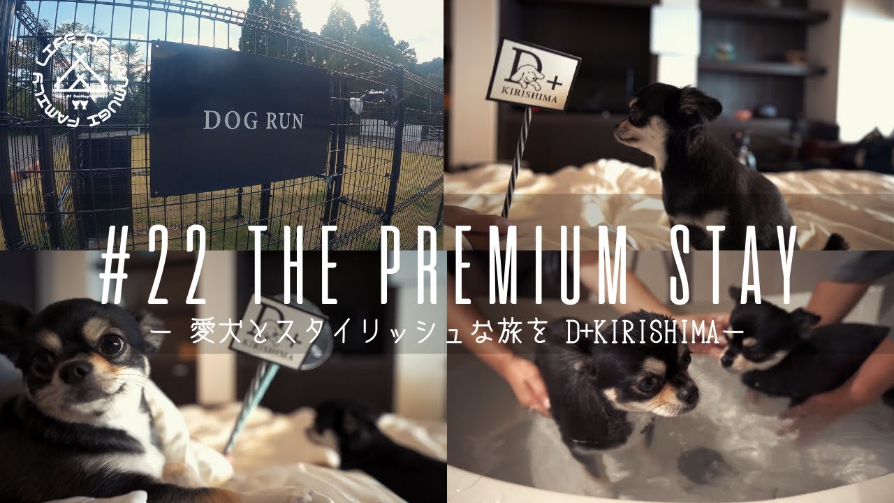 【犬と旅行】D+KIRISHIMA｜愛犬とスタイリッシュな旅を