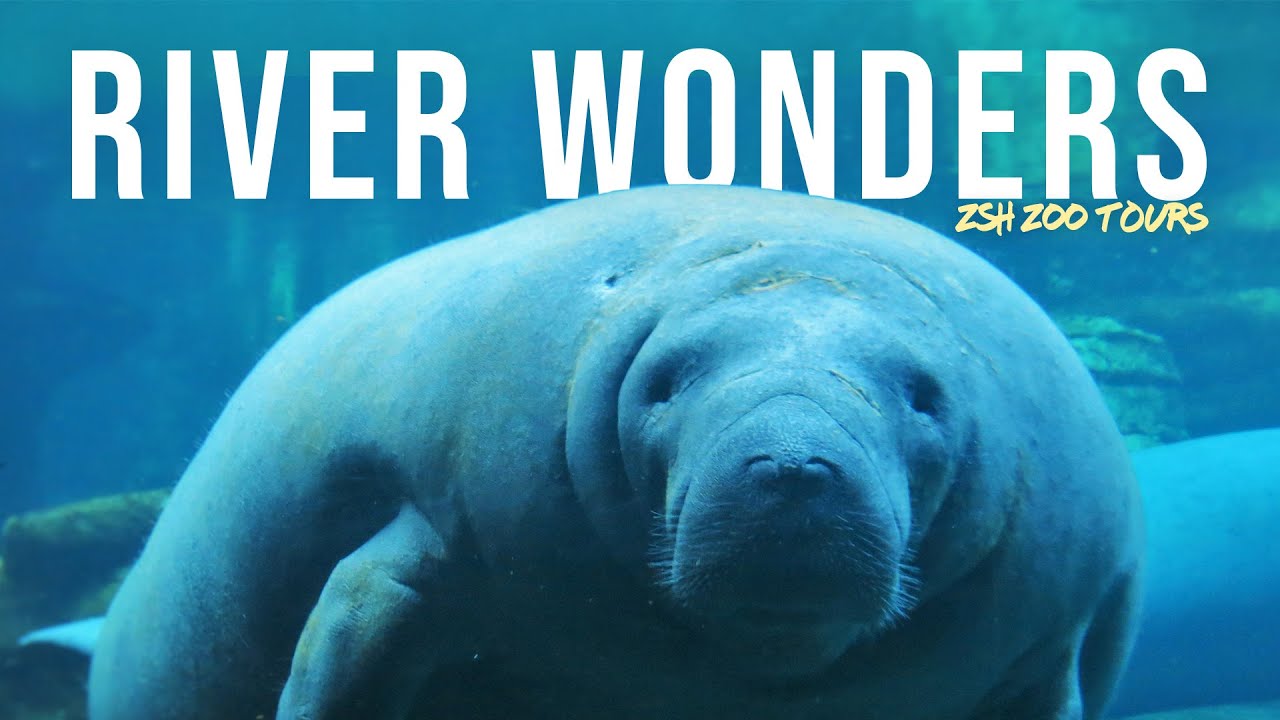 River Wonders Zoo Tour | Pandas & Manatees at Singapore Zoo!