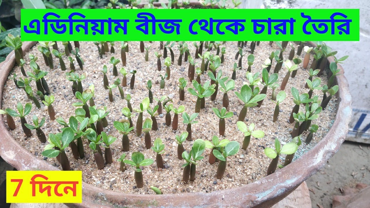 এডিনিয়াম বীজ থেকে চারা তৈরি করার সহজ উপায় | how to grow adenium from seed |