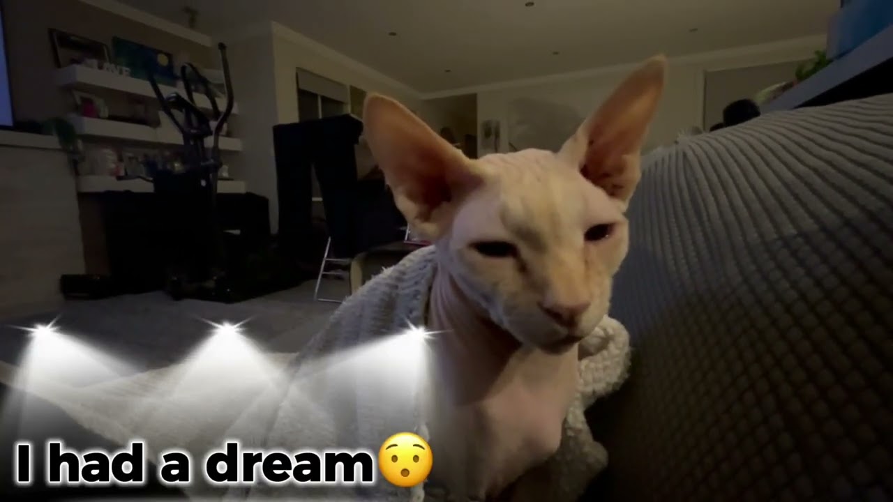 The Dobby Compilation pt 2