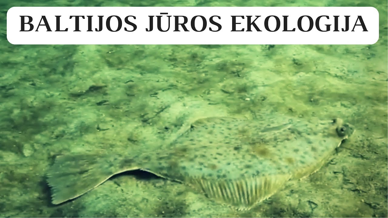Baltijos jūros ekologija | Lietuvos jūrų muziejus