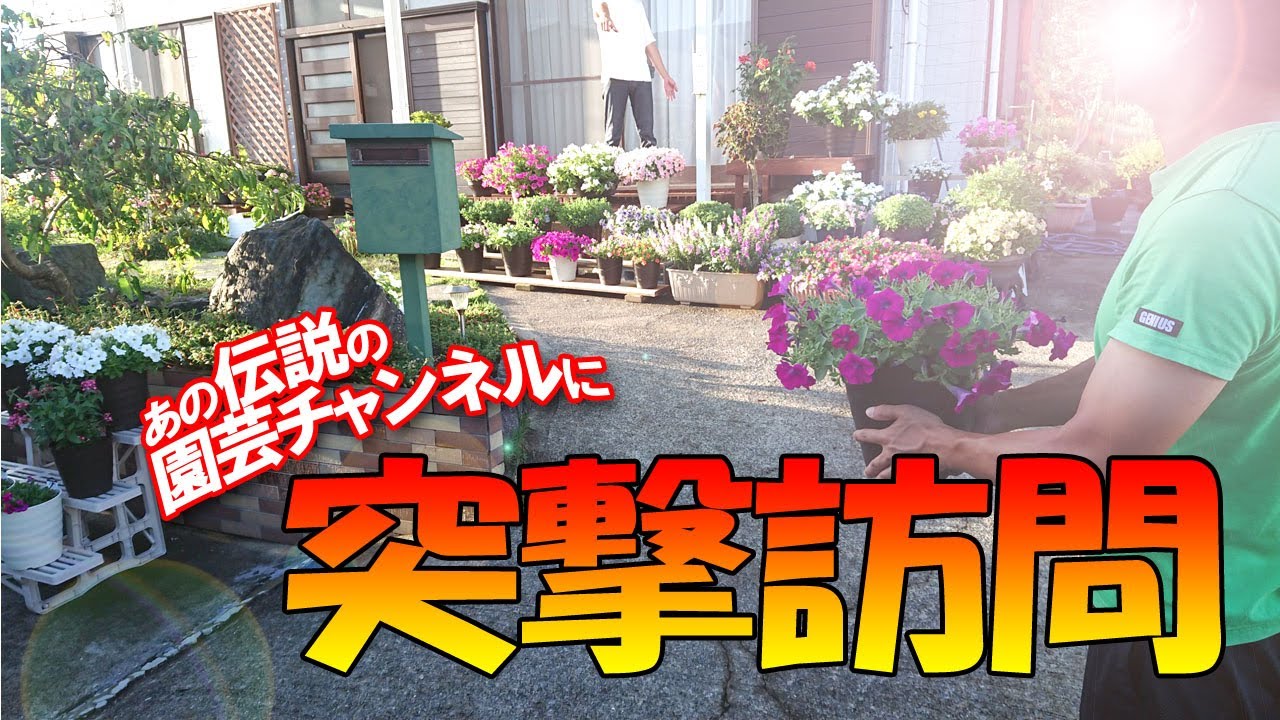 【突撃訪問‼】あの伝説の園芸チャンネルに突撃してみた😆サフィニアの対決とカリブラコアのプチ対決の途中経過😊