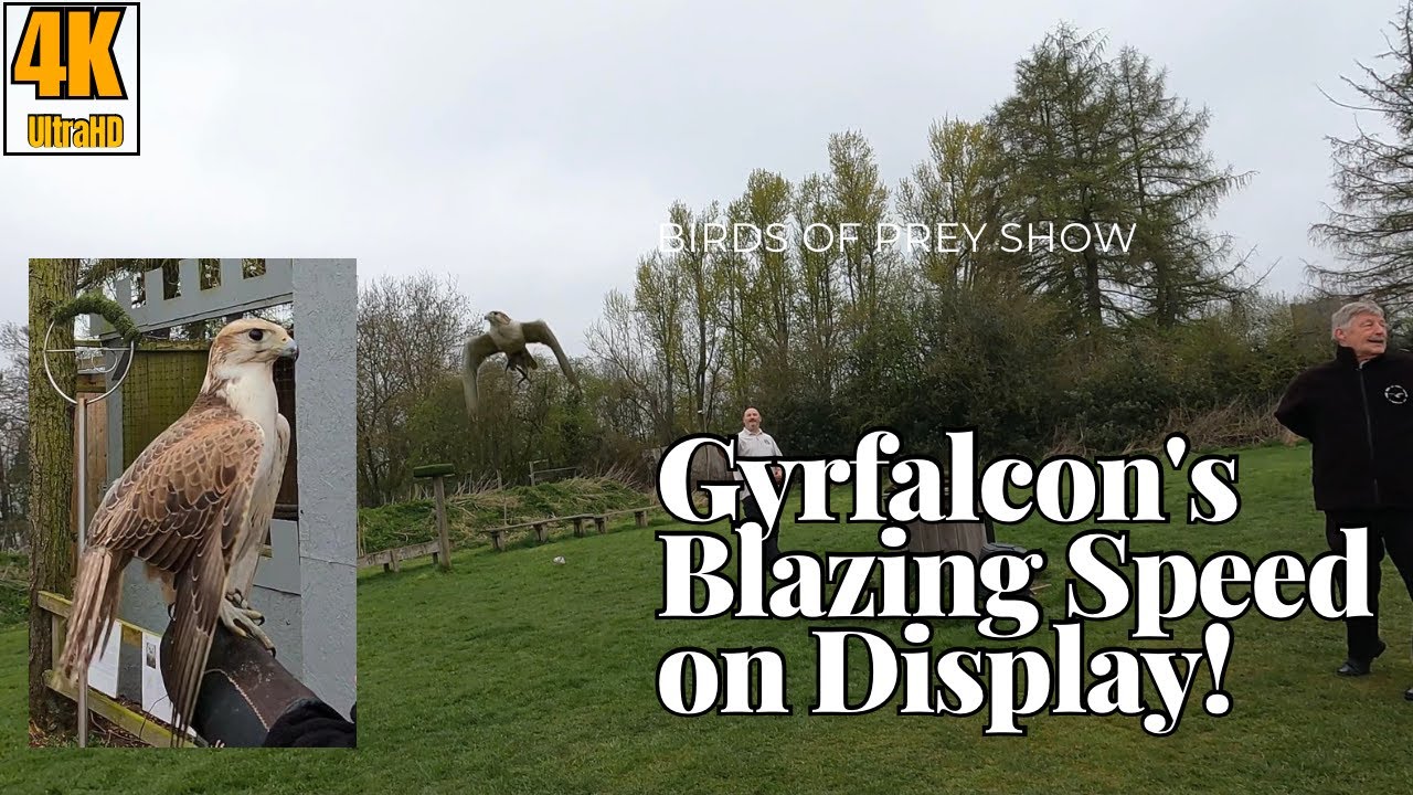 4K|Full Video|The Thrilling Gyrfalcon's Aerial Spectacle in the Birds of Prey Show|York|England
