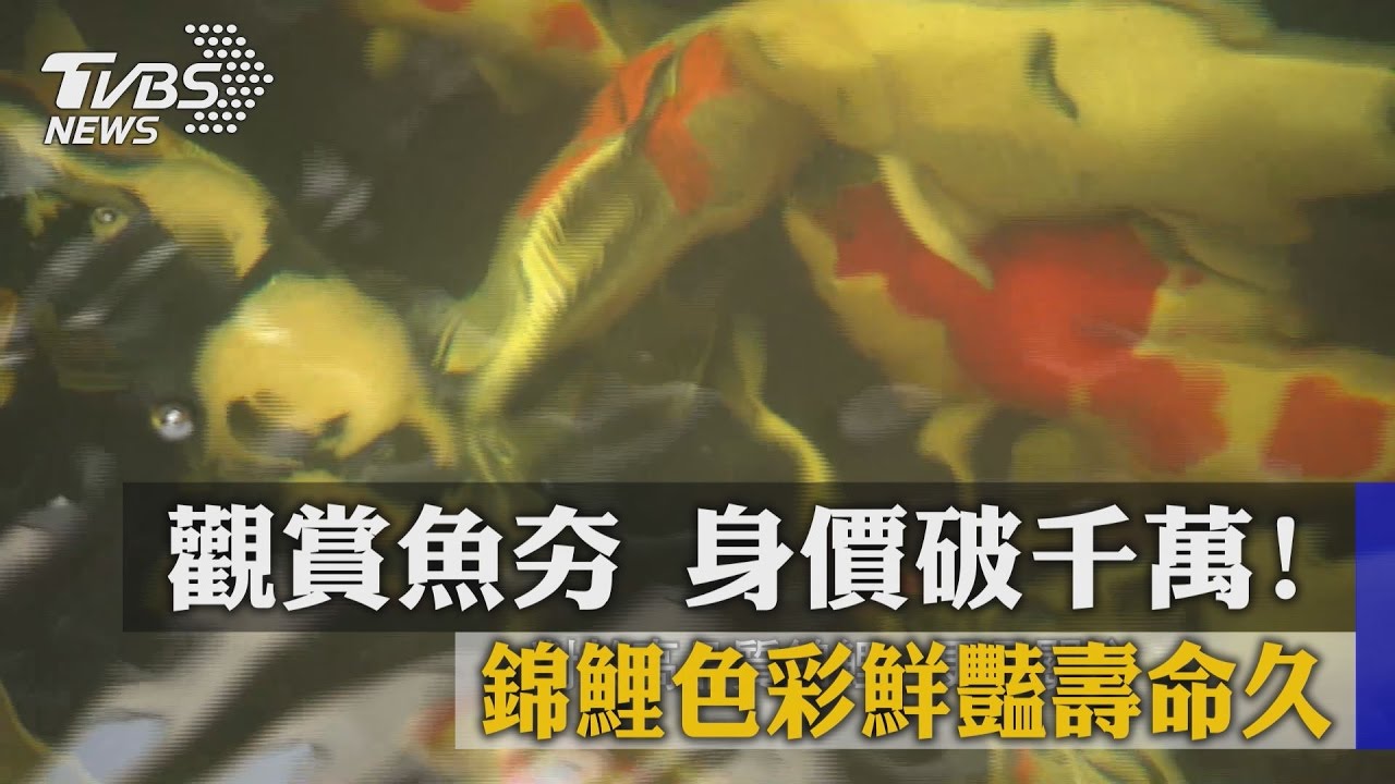 觀賞魚夯　錦鯉色彩鮮豔壽命久身價破千萬！
