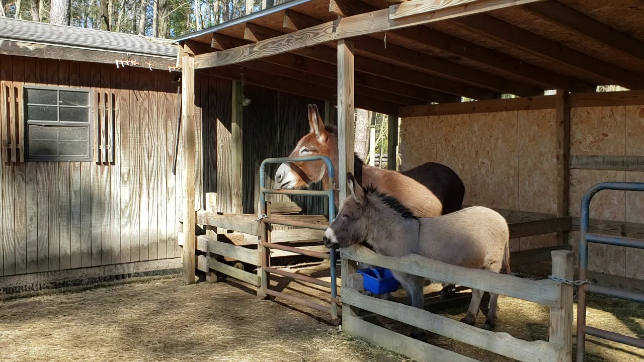 Hungry donkeys braying