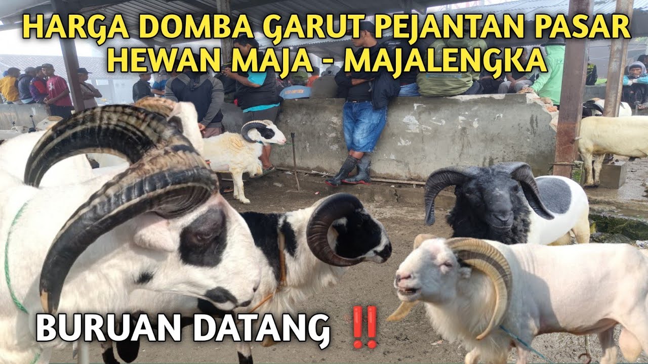 UPDATE‼️HARGA DOMBA GARUT PASAR HEWAN MAJA - MAJALENGKA
