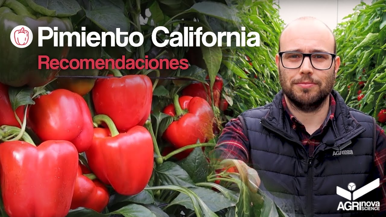 Cultivo de PIMIENTO California | Ciclo Largo - Recomendaciones AGRI nova Science