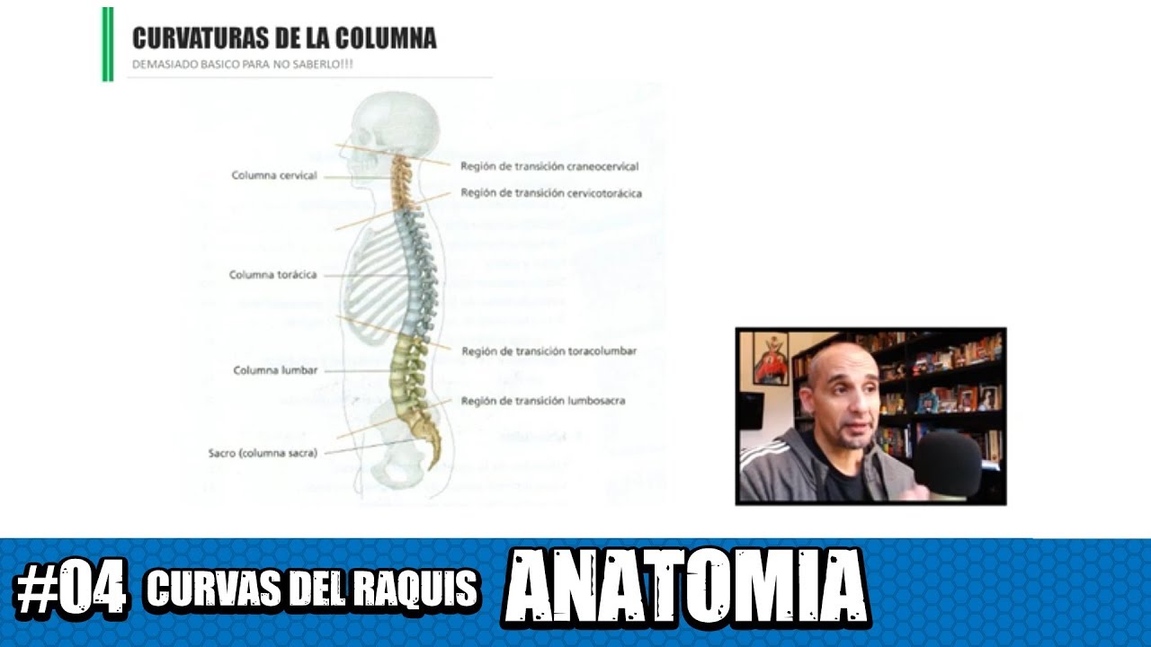 Cuales son las CURVAS de la Columna Vertebral? Concavidad, convexidad, LORDOSIS lumbar y cifosis.