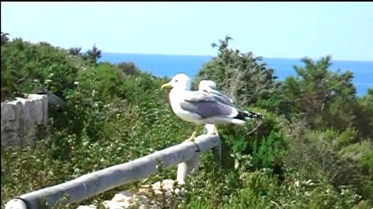 ISLA DE BENIDORM.ALICANTE