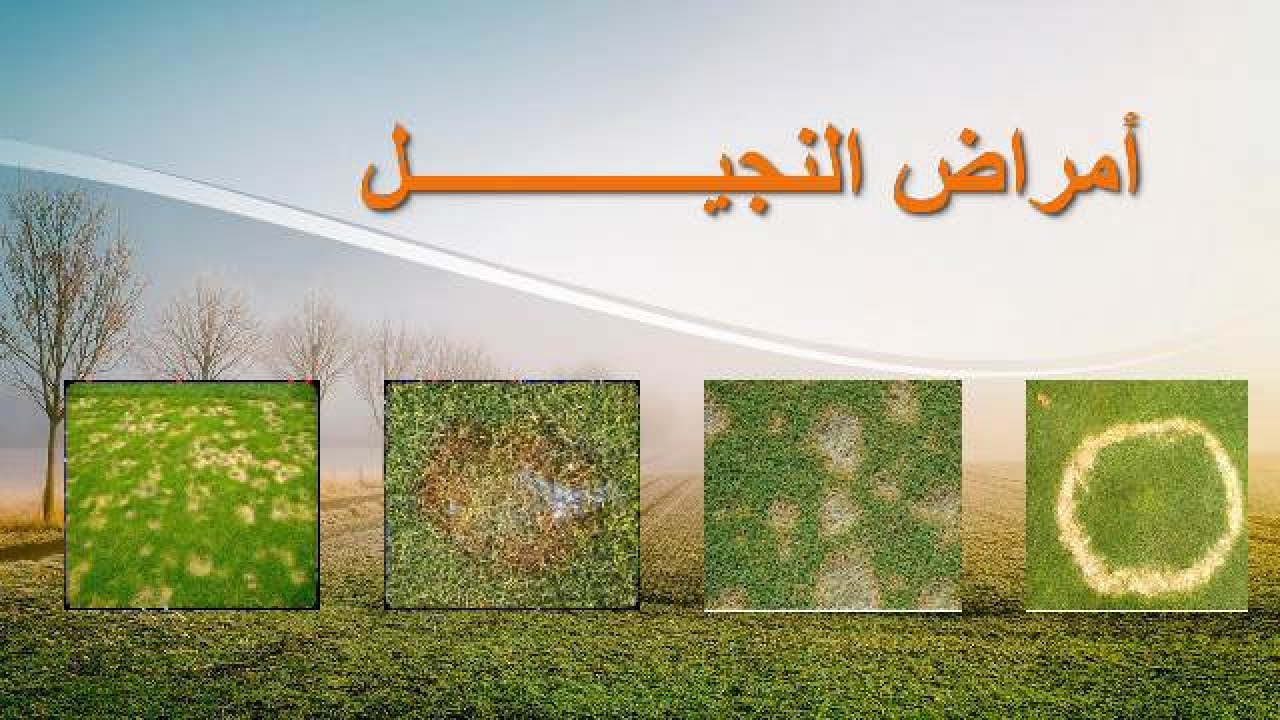 دحيح زراعة | أمراض النجيل و العمليات الفنية التي تتم علي المسطح