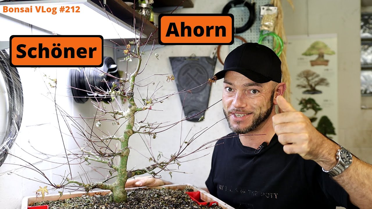 Verweilen mit der Entwicklung eines Fächerahorns [Blattschnitt] | #BonsaiVLog212