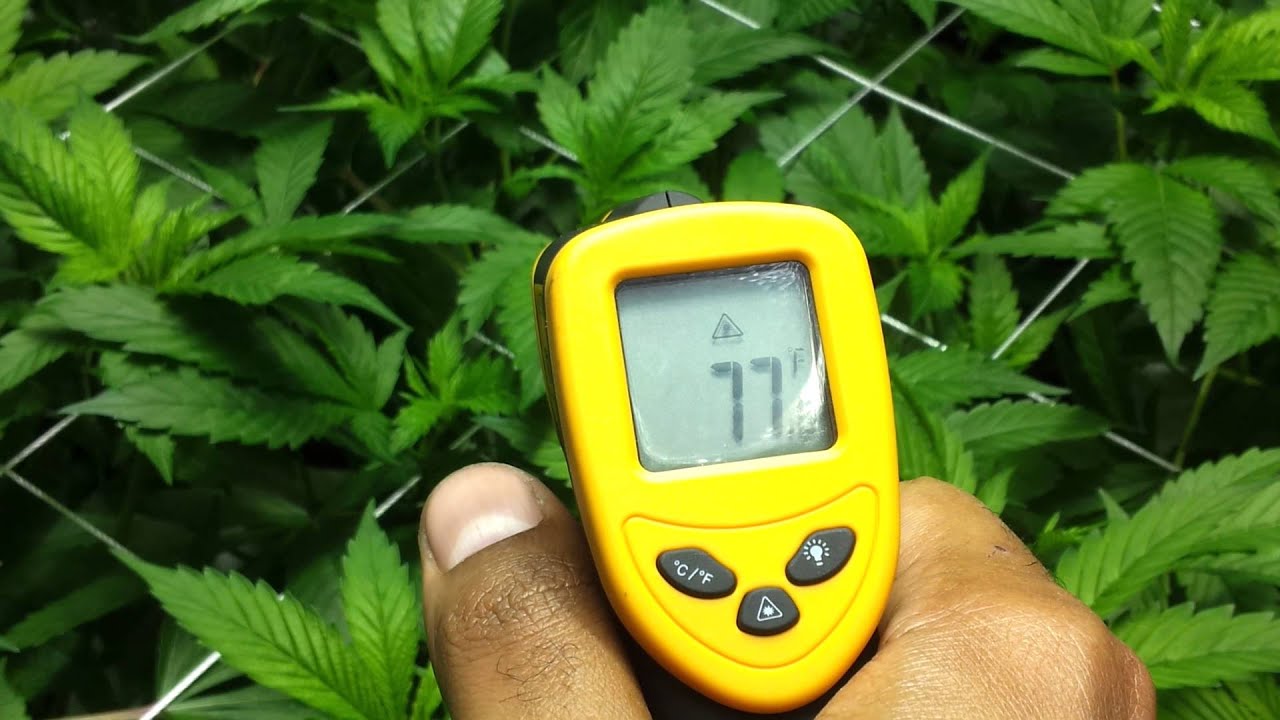 G13 and C99 Grow update