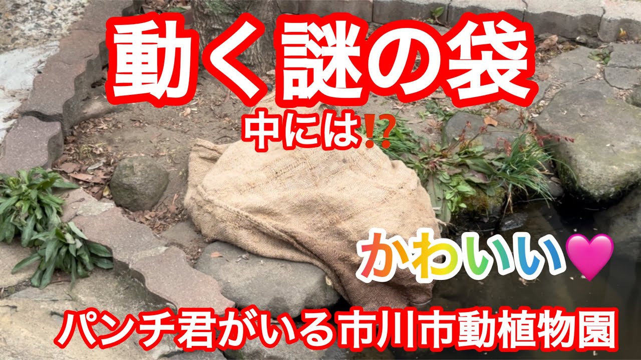 動く謎の袋　中には⁉️パンチ君がいる市川市動植物園🐒