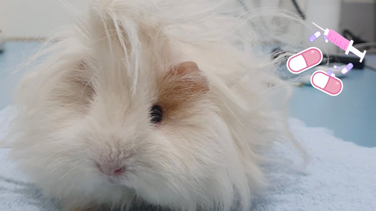 Party's health issues - hughug a guinea pig 