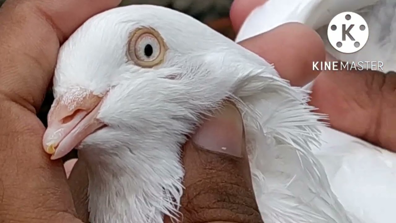 Allahabadi Nildume Kabootar/New Pairing/Highflying Pigeon #hashimmahmoodpigeons #allahabadikabootar