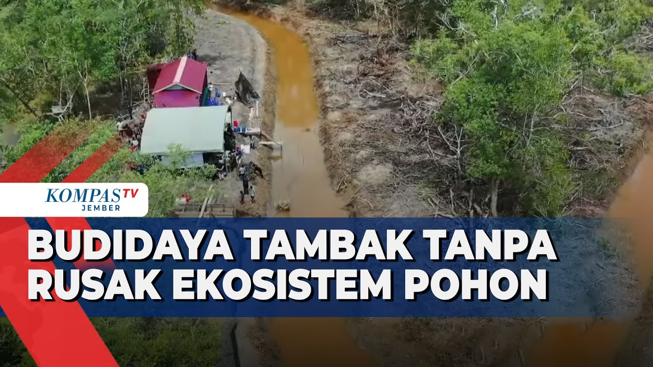 Anak Muda Desa Labangka Budidayakan Tambak Tanpa Rusak Ekosistem Pohon