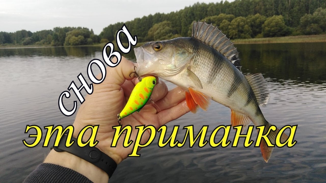 ОКУНЬ и ЩУКА на раттлины, если не КЛЮЁТ, надо просто подождать...