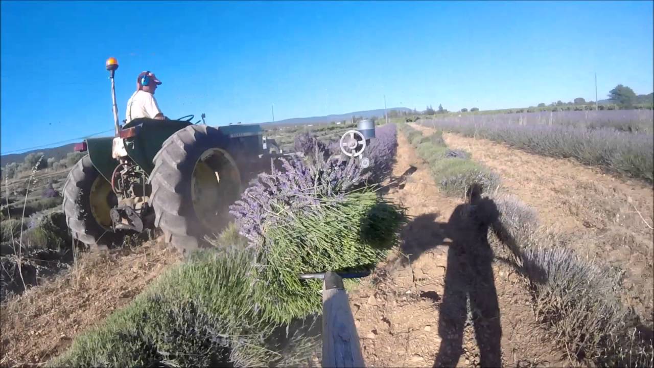 Récolte des lavandins en Provences