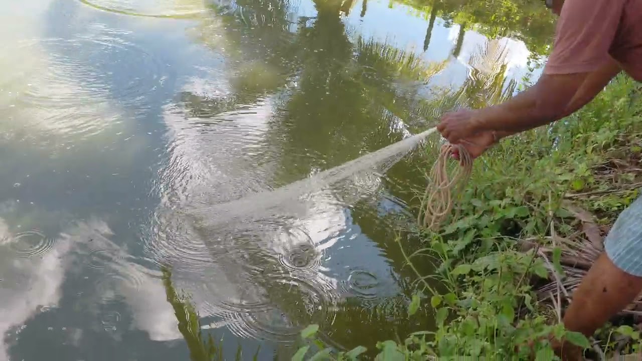 Só quero peixe