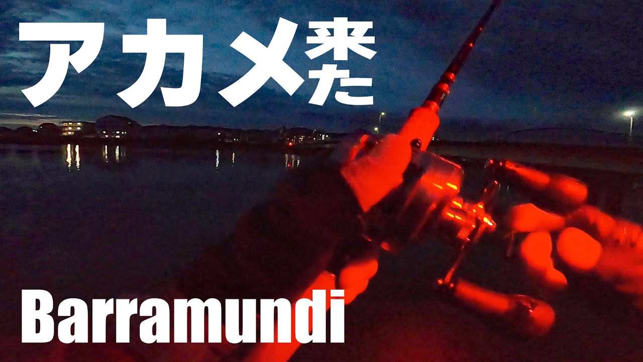 メーターオーバーの怪魚アカメが喰ってきた_高知 浦戸湾