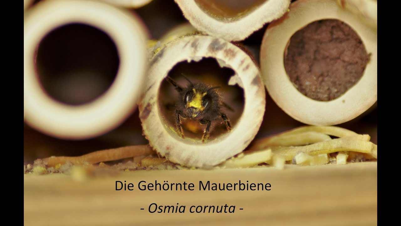 Artportrait - Die Gehörnte Mauerbiene