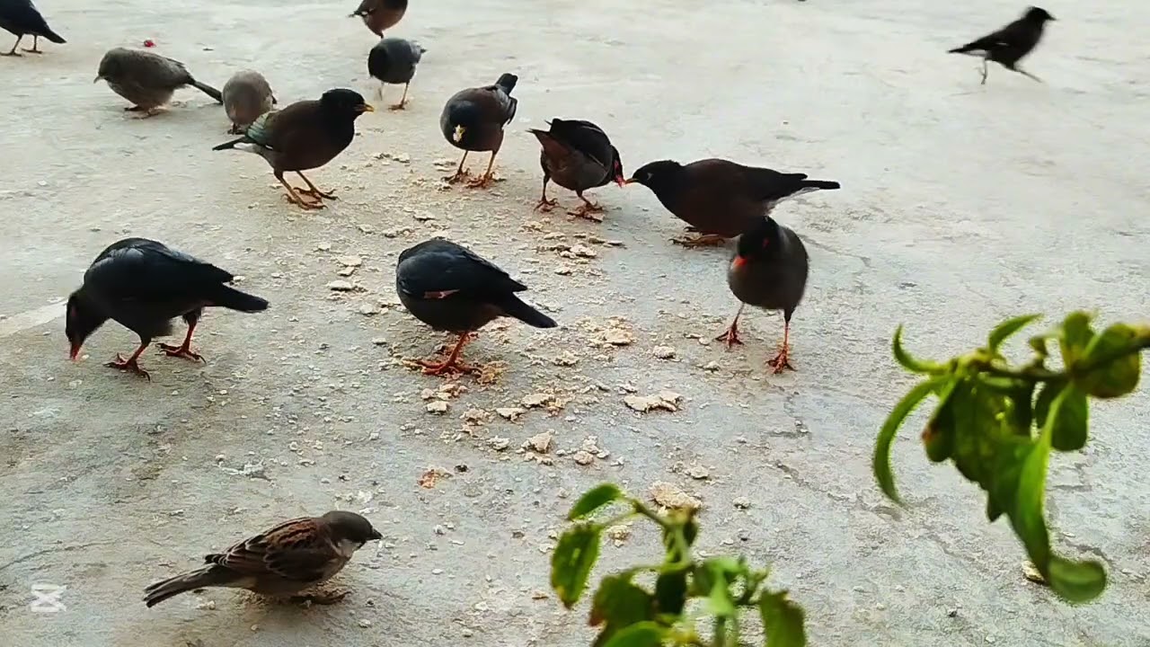 birds feeding | birds feeding at home | feeding 