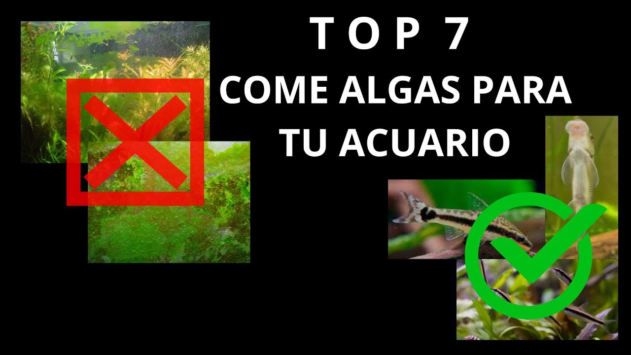 LOS MEJORES PECES COME ALGA