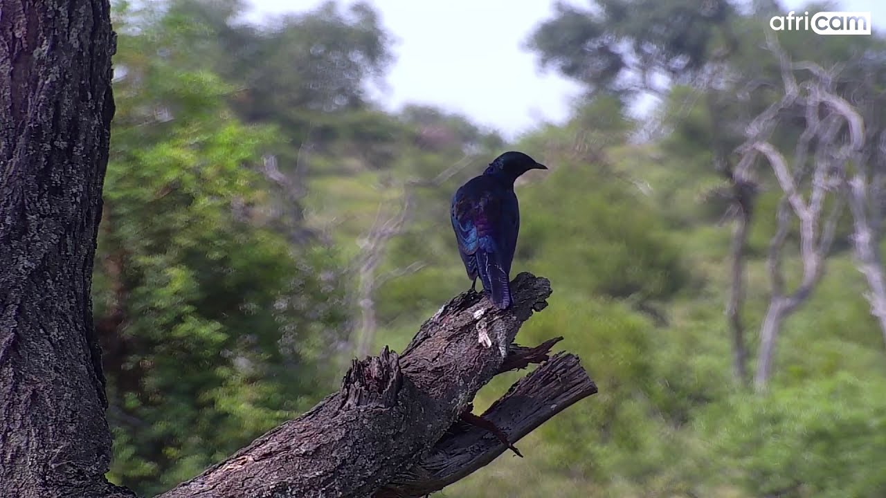 Burchell's Starling at Naledi Dam.