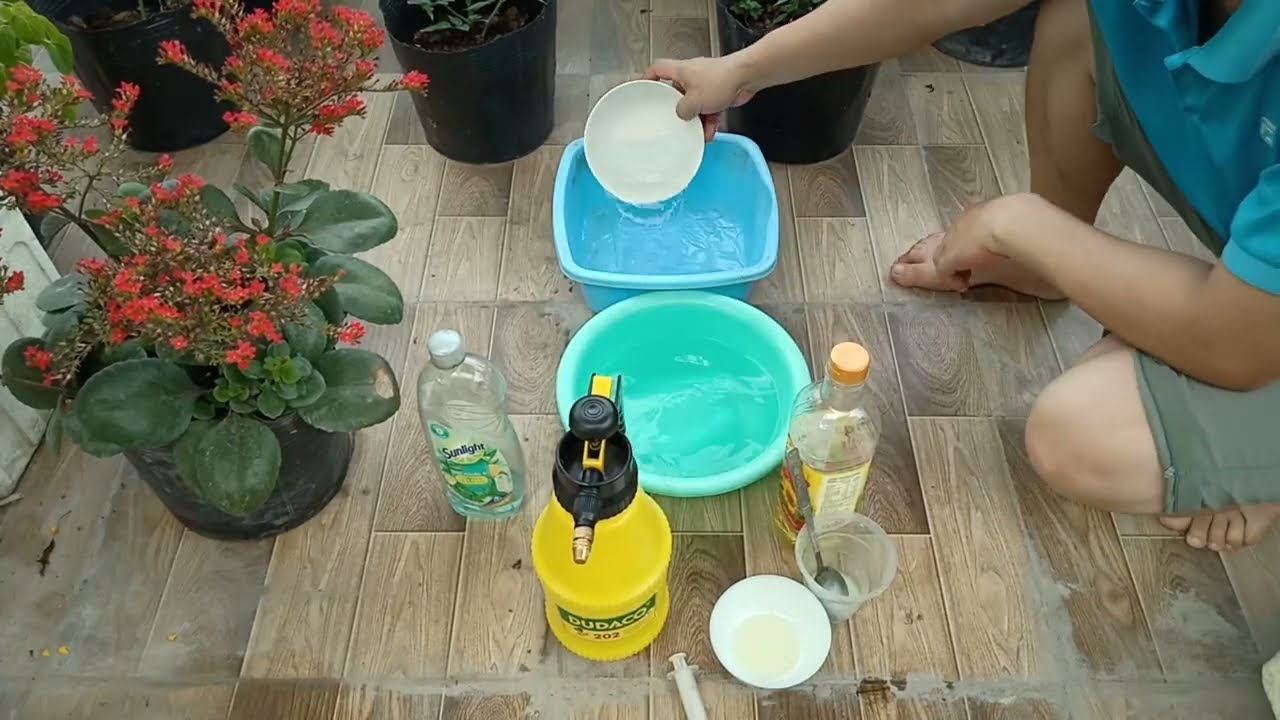 Cách trị nhện đỏ , rệp sáp , rệp phấn trắng , rầy xanh , rệp đen , rệp muội trên cây trồng