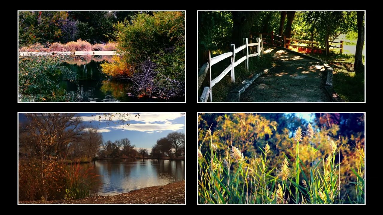 Southwest Woodlands & Free Video Downloads