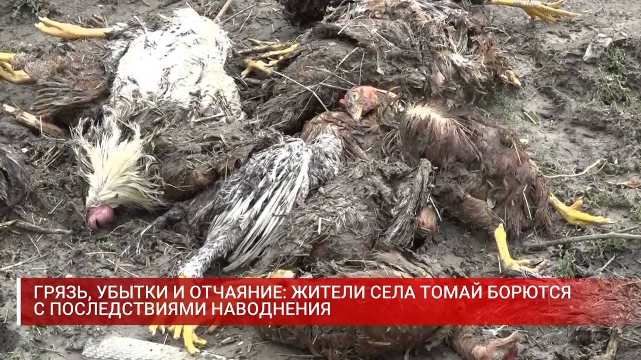 ГРЯЗЬ, УБЫТКИ И ОТЧАЯНИЕ  ЖИТЕЛИ СЕЛА ТОМАЙ БОРЮТСЯ С ПОСЛЕДСТВИЯМИ НАВОДНЕНИЯ
