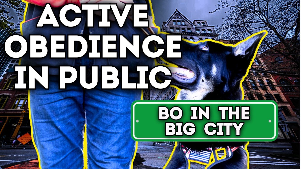 Tips for Training your Dogs Skills in Public Environments